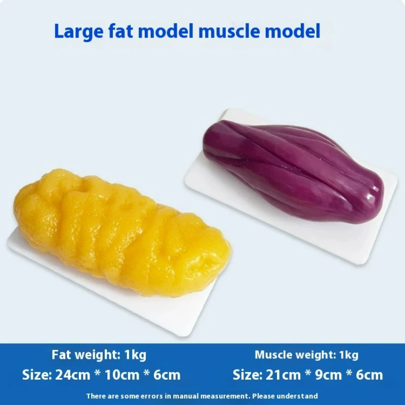 Human Muscle and Fat Replicas  - Nutrition Fitness And Health recension och pris