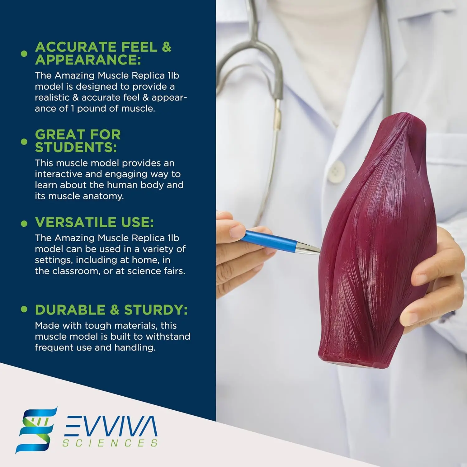 Human Muscle and Fat Replicas  - Nutrition Fitness And Health recension och pris